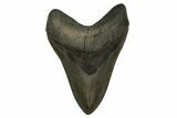 Huge, Fossil Megalodon Tooth - Georgia #338620-1